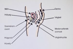 kismedencei fájdalom férfiaknál ízületi fájdalom csökkentése osteoarthrosis esetén